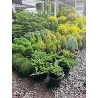 ราคา สนเลื้อยJuniperus procumbens (Endl.) Miq. กระถาง11นิ้ว สนเลื้อย ไม้ประดับทำบอนไซยอดนิยมที่ปลูกง่ายดูแลไม่ยุ่งยาก (29504155903)