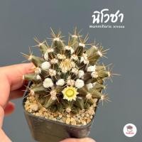 ราคา แมมมิลาเรีย นิโวซา Mammillaria nivosa แคคตัส กระบองเพชร cactus&succulent (4164849927)