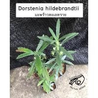 ราคา มะพร้าวทะเลทราย ดอร์สฮิล dorstenia D. hildebrandtii ดอร์สอ้วน ดอสทีเนีย มะพร้าว ดอสอ้วน ดอส เมล็ด ดอททีเนีย ดอร์สทีเนีย (8097922872)