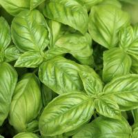 ราคา โหระพาอิตาลีถูกที่สุด10บ.เมล็ดพันธุ์ Italy Basil 50 เมล็ด งอกง่ายโตไว☘️พุ่มใหญ่หอมมาก (7786779216)