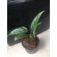 ราคา กวักพระพรหมป่าSchismatoglottis Wallichii Sp. ว่านกวักพระพรหมป่า ไม้ว่านสะสม ควรมีปลูกไว้ที่บ้าน (13203988669)