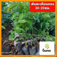 ราคา ต้นตะเคียนทอง 15-25​ ซม. ตะเคียนทอง (19074874765)