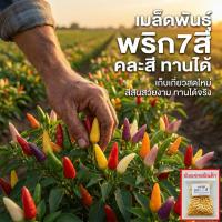 ราคา เมล็ดพันธุ์พริกเจ็ดสี พริกสายรุ้ง ประดับได้ ทานได้เผ็ดมาก 30-70 เมล็ด อัตรางอกดี ปลูกง่าย (ซื้อ 10 แถม 1 ) (44378547387)