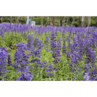 ราคา ต้นพันธุ์ บลูซัลเวีย ถุงดำพร้อมปลูก 29 บาท ( Blue Salvia) ดอกไม้แห่งความคิดถึง (27974808369)