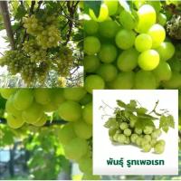 ราคา พันธุ์ รูทเพอเรท (Loose Perlette) ต้นองุ่น ผลสีเขียว ทรงกลมๆ สีเขียว ไร้เมล็ด ลำต้นสูง 40-50 ซม (10804940504)