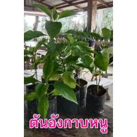 ราคา ต้นอังกาบหนูพร้อมปลูก สมุนไพรพื้นบ้าน (12608517151)