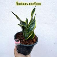 ราคา ลิ้นมังกร เฮอริเคน ไม้มงคล ฟอกอากาศ ลิ้นมังกรแคระ ในกระถาง5-6นิ้ว (52608265912)