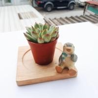 ราคา Echeveria pulidonis กุหลาบหิน (3053070)
