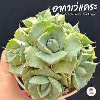 ราคา อากาเว่แคระ Agave isthmensis Ohi Raijin กระบองเพชร ไม้อวบน้ำ cactus&succulent หลากหลายสายพันธุ์ (28668323470)
