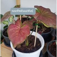 ราคา บอนสีราคาถูก จอมทัพ พระนารายณ์ ไทยนิยม ดาบฟ้าฟื้น เบบี๋ราคาถูก (12232372684)