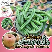 ราคา เก๋งแอปเปิ้ล Echinopsis malum กระบองเพชร ไม้อวบน้ำ succulent แคคตัส cactus (21579694691)