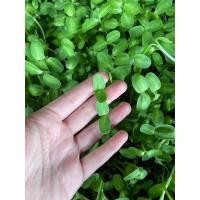 ราคา เมล็ดต้นอ่อนทานตะวัน 1 กิโลกรัม ทานตะวัน เมล็ดพันธ์ุ (20073059036)