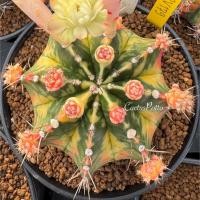 ราคา ❤️❤️มีส่งด่วน❤️❤️ไม้ชำหน่อ (SV179) ต้นแม่ไม้เมล็ด/Cactus /Gymno/Gymnocalycium/ยิมโนด่าง/ไม้ชำหน่อ/แคคตัส ​ (41821002977)