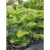 ราคา ต้นสนฉัตร Araucaria heterophylla (Salisb.) Franco (24247287325)