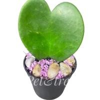 ราคา ☘️โฮย่าใบหัวใจ หรือ Hoya kerrii ☘️โฮย่าหัวใจทศกัณฐ์ (8274166809)
