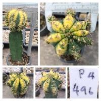 ราคา แคคตัส ยิมโนด่าง p4 กราฟตอสามเหลี่ยม gymnocalycium variegated p4 กระบองเพชร ราคาถูก ไม้กราฟ (20625880176)