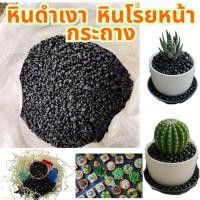 ราคา หินดำเงาขอบมน หินแคคตัส หินโรยหน้ากระถาง หินโรยหน้าดิน (43510532622)