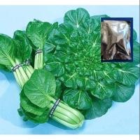 ราคา เมล็ดผักกวางตุ้ง แทตฉ่อย - Tat Soi Chinese flat cabbage (2553292127)