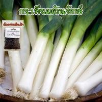ราคา กระเทียมต้นฝรั่ง กระเทียมต้นยักษ์ 40-100 เมล็ด (Leek) เมล็ดกระเทียมต้น เมล็ดพันธุ์ [ซื้อ 10 แถม 1 คละได้] (27710265047)