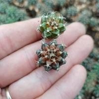 ราคา ยิมโนเชื้อด่าง ราคาถูก Gymnocalycium Mihanovichii (13412461149)