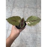 ราคา ต้นฤษีผสม สูง 10-20 cm ราคา 20 บาท ฤษีผสม ใม้ใบ ไม้ประดับ ไม้สวยงาม สวน ไม้ตกแต่งสวน (11683412824)