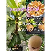 ราคา (รับ2ต้น)(ต้นทาบกิ่ง) #ละมุดสาลี่ยักษ์ ลูกใหญ่เนื้อละเอียดเมล็ดน้อยแฮปปี้ (20576280261)