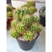 ราคา อิชินอปซิสหรือดาวล้อมเดือน #cactus #แคสตัส #แคสตัสออนไลน์ (3991010162)