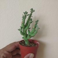 ราคา Cactus ยูโฟเบีย (2376630278)