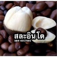 ราคา เมล็ด เพาะกล้าสละอินโด หวานกรอบ เนื้อล่อน ใหม่ เพาะ (23740298214)