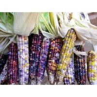 ราคา เมล็ดพันธุ์ข้าวโพดอัญมณี ซองละ 45-50เมล็ด (1014457022)