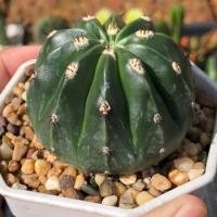 ราคา เมโลหนามกุด | แคคตัส Cactus | กระบองเพชร (25750379781)