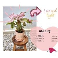 ราคา ต้นออมชมพู เงินไหลมา ต้นไม้มงคล ต้นไม้ฟอกอากาศ สีชมพูหวาน เรียกเงินเรียกทอง ส่งพร้อมกระถางพลาสติกสีดำ แถมหินโรยหน้าดิน (7476922769)