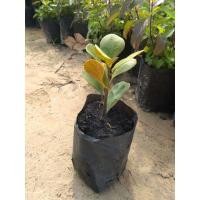 ราคา ต้นสาริกาลิ้นทอง สาริกาเรียกทรัพย์ ไทรไข่มุข Mistletoe Fig หรือ Mistletoe Rubber Plant ไม้ประดับไม้มงคลสีทอง (14451269211)