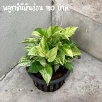 ราคา พลูราชินีหินอ่อน/พลูราชินี (11546142208)