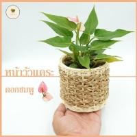 ราคา ดอกหน้าวัวแคระ มอนสเตอร่าแคระ สีชมพู ไม้ฟอกอากาศ กระถาง 4 นิ้ว / กระถางหวาย 5 นิ้ว (8173393206)