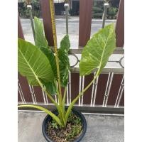 ราคา บอนกระดาดด่าง Alocasia macrorrhizos บอนกระดาดยักษ์ (9918700722)