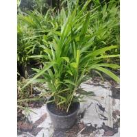 ราคา ต้นหมากเขียว(กล้าหมากเขียว) สูง 30-60 เซนติเมตร (8367912345)