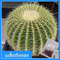 ราคา เมล็ดกระบองเพชร เมล็ดถังทอง เมล็ดแคคตัส Echinocactus grusonii (5418793565)