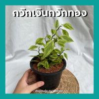 ราคา ต้นกวักเงินกวักทอง ต้นนางกวัก กวักนกน้อยนำโชค แสยกใบด่าง แสยกสามสี พร้อมกระถางสีดำ5นิ้ว (11921558533)