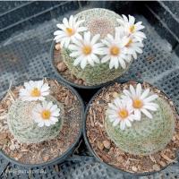 ราคา แมมแลนต้าMammillaria lanta ไม้ชำหน่อ ขนาด 3-5 ซม. พร้อมให้ดอก ต้นแคคตัส ต้นกระบองเพชร (28753477994)