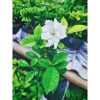 ราคา ดอกพุดซ้อนกุหลาบแคระหอมมาก1ต้นถุงดำ (29750730643)