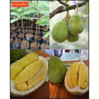 ราคา (1ต้น) ต้น เสียบยอด สูง 30-40cm ทุเรียน สายพันธุ์ มูซังคิงส์ มูซังคิง มูซานคิง Musang King ราชาแมวป่า / happy (28362671030)