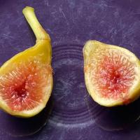 ราคา 15 เมล็ด มะเดื่อฝรั่ง ลูกฟิก Figs Fruit Seeds สายพันธุ์ Campaniere (41773668233)