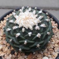 ราคา Cake Cactus Farm กระบองเพชร Obregonia denegrii กลีบกระทง (2282174584)