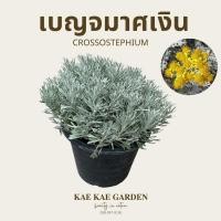 ราคา ต้นเบญจมาศเงินต้นเบญจมาศเงิน หรือ แอหนัง โชคลาภK00033 (23058169798)