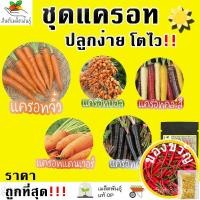 ราคา เมล็ดอวบอ้วน100%เมล็ดพันธุ์ ชุดแครอท ปลูกง่าย โตไว พร้อมส่ง แครอทจิ๋ว/แครอทบอล/แครอทคละสี/แครอทสีส้มแดนเวอร์/แครอทสีดำ ผ (20525155364)