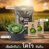 ราคา ชุดปลูกกะหล่ำปลี เซตผักกินใบ3 พร้อมเมล็ดพันธุ์ออร์แกนิค เมล็ดพันธุ์หายาก ปุ๋ยมูลวัวอัดเม็ด กระถางปลูกผัก (55206770379)