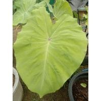 ราคา Colocasia Red eye geckoชำรากดีแล้วส่งทั้งกระถาง (13876306151)