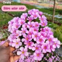 ราคา oxalis Glabra ดอกดก oxalis Bowiei ใบใหญ่ดอกสวย หัวสำหรับปลูก (28459905222)