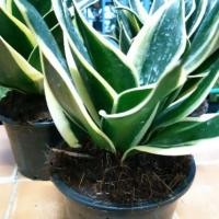 ราคา ต้นลิ้นมังกรแคระด่าง ไม้ฟอกอากาศ (3932465825)